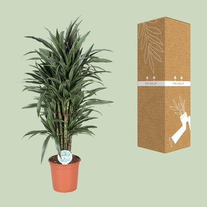 Dracaena Deremensis Warneckei - Zimmerpflanze - Pflanzfix24