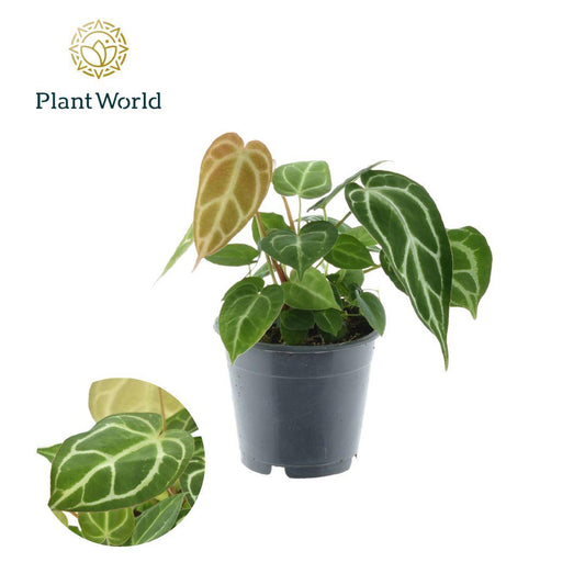Anthurium Chrystallinum P12 - Ø12cm - ↕35cm bei Pflanzfix24