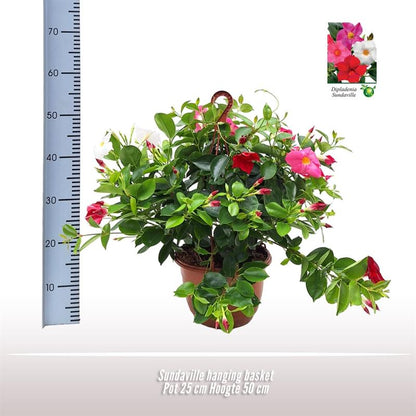 Sundaville Hanging Basket Tricolor - Ø25cm - ↕50cm - Pflanzfix24