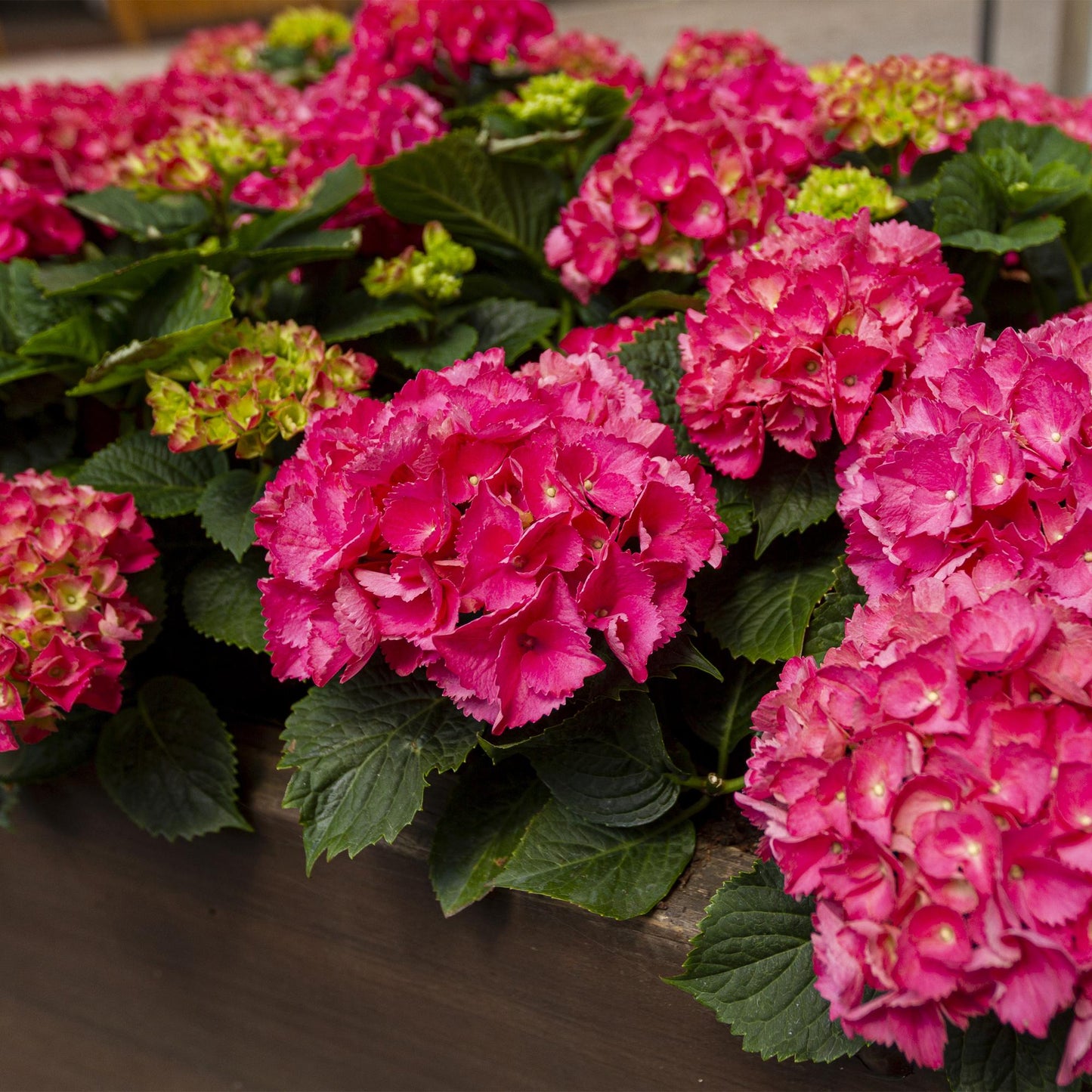 Pflanzfix24 - Hortensie Hydrangea macrophylla Rot - 3 Pflanzen - 1 m2 - Topf 17cm