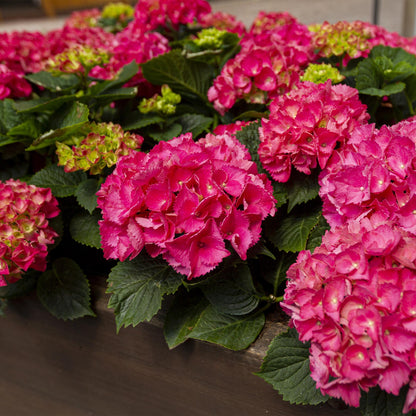 Pflanzfix24 - Hortensie Hydrangea macrophylla Rot - 3 Pflanzen - 1 m2 - Topf 17cm