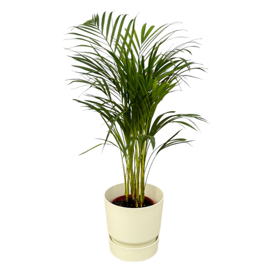 Areca palm - 85cm - Ø19cm inkl. elho Greenville Round weiß D24xH23 - Pflanzfix24