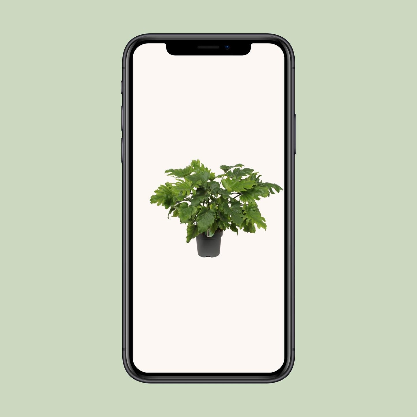 Philodendron Little Hope - Ø21cm - ↕60cm - Pflanzfix24