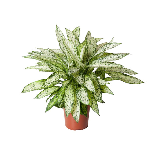 Dieffenbachia Vesuvius - Ø27cm - ↕80cm - Pflanzfix24.de - Pflanzfix24.de