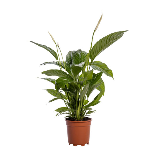 Spathiphyllum Bingo Cupido 80 cm – Friedenslilie – Pflanzfix24.de - Pflanzfix24.de