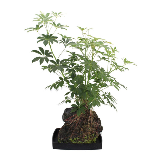 Schefflera Arboricola - Ø40cm - ↕80cm - Pflanzfix24