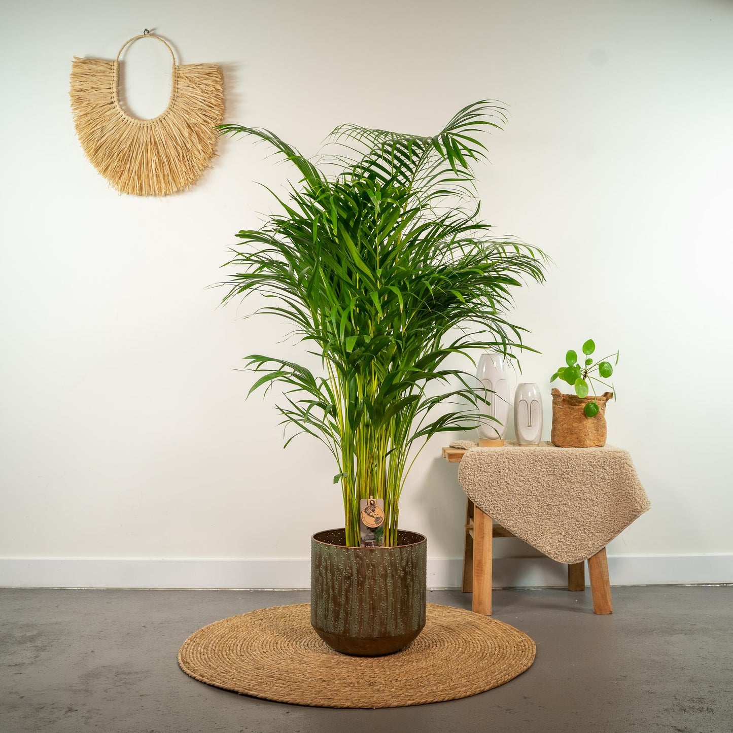 Areca-Palme - Ø21cm - ↕130cm - Pflanzfix24.de - Pflanzfix24.de