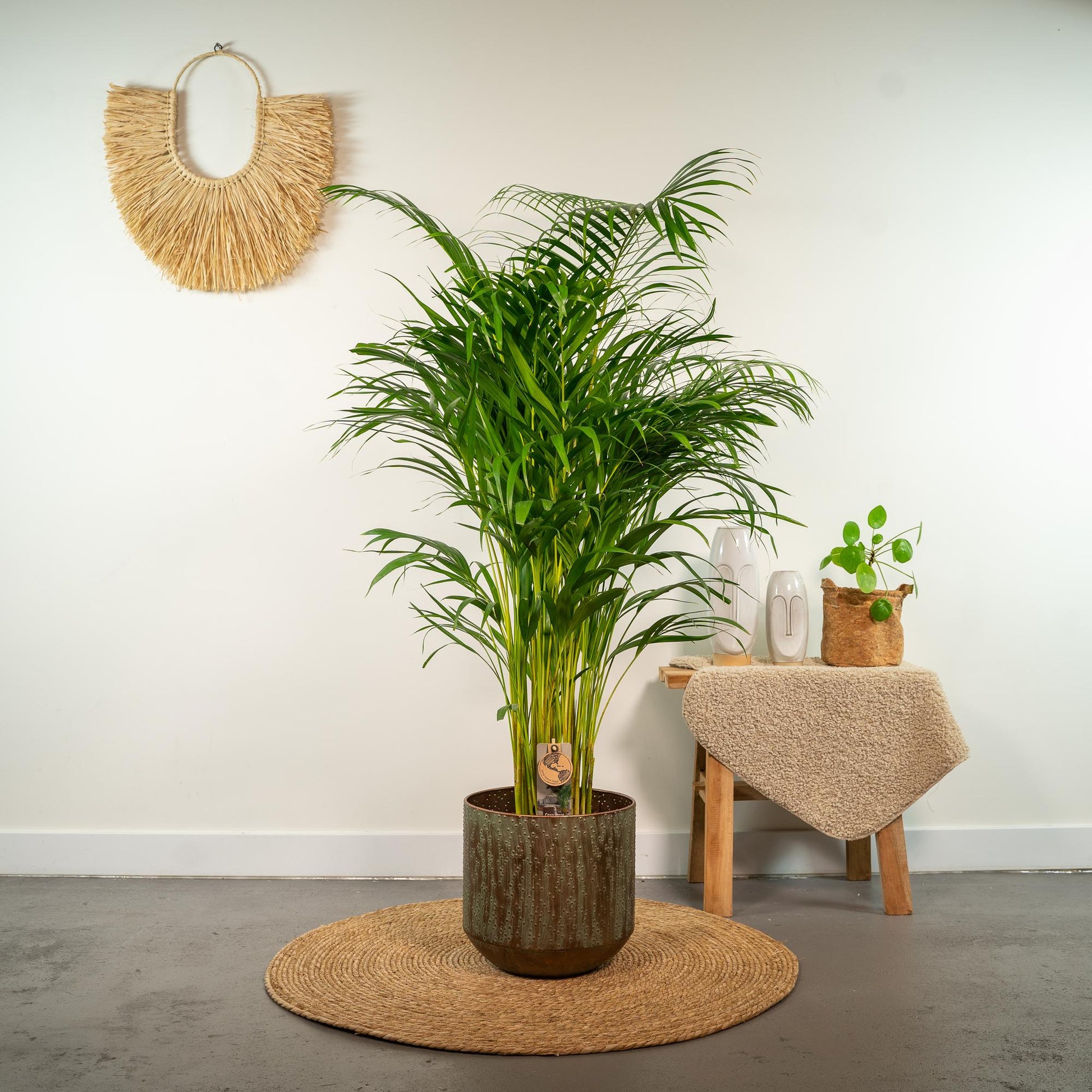Areca-Palme - Ø21cm - ↕130cm - Pflanzfix24.de - Pflanzfix24.de