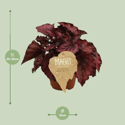 Begonia Rex Redbull - Ø12 ↕25 von Pflanzfix24