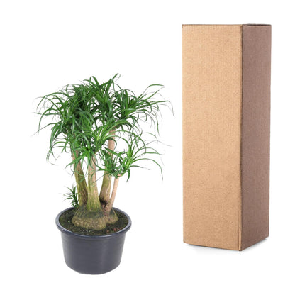 Beaucarnea vertakt - 110 cm - ø41 bei Pflanzfix24.de - Pflanzfix24.de