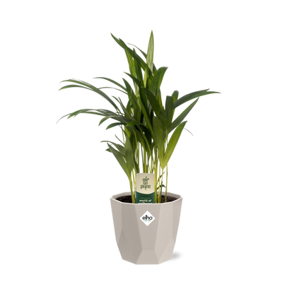 Dypsis Lutescens Bambuspalme 12cm in ELHO b.for rock 14 cm warm grey - Pflanzfix24