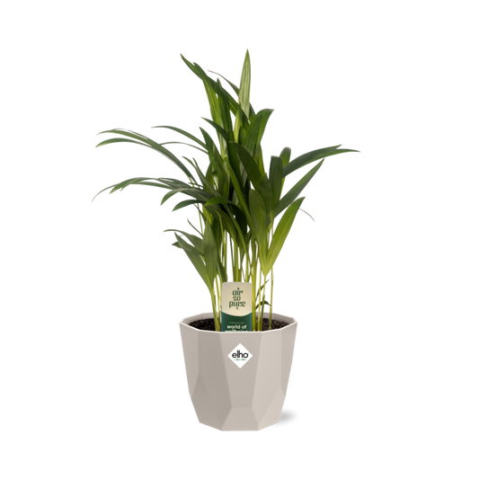 Dypsis Lutescens Bambuspalme 12cm in ELHO b.for rock 14 cm warm grey - Pflanzfix24