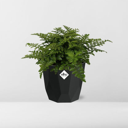 Asplenium Parvati Farn in 14cm Topf - Pflanzfix24