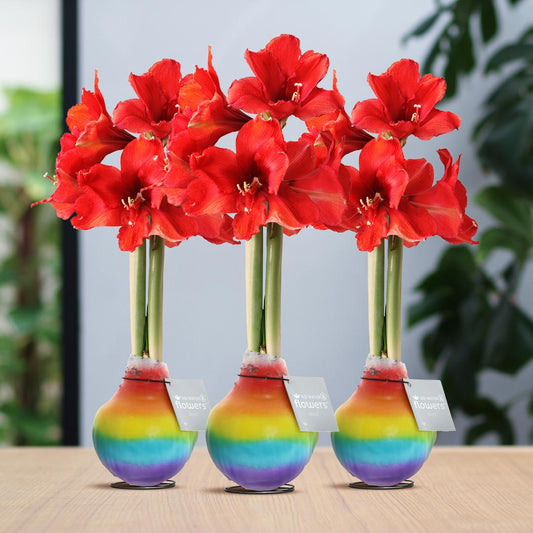 No Water Flowers® (wax amaryllis) | Rainbow (3 pack) + Red flower - Pflanzfix24