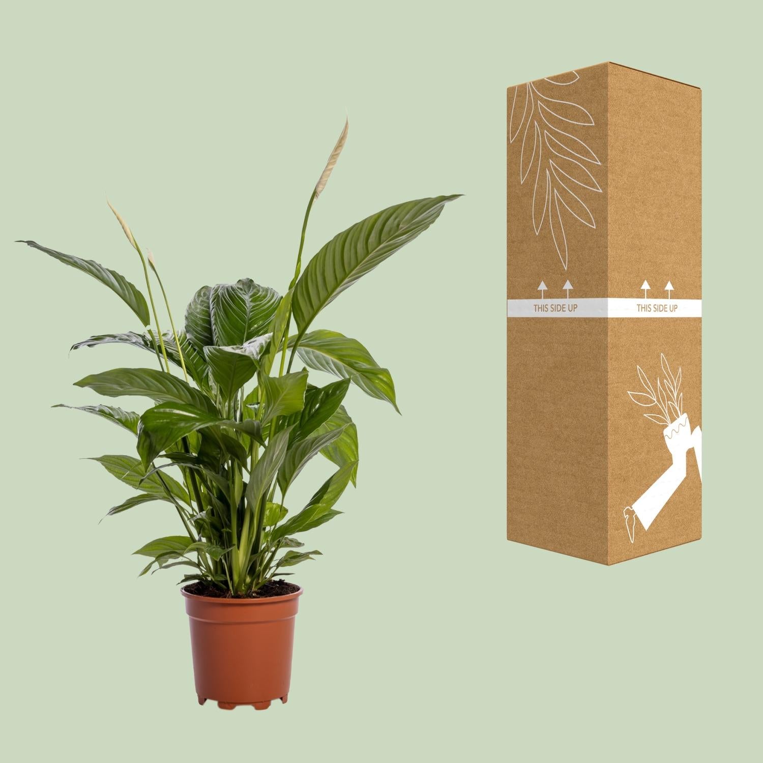 Spathiphyllum Bingo Cupido 80 cm – Friedenslilie – Pflanzfix24.de - Pflanzfix24.de