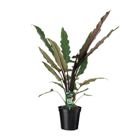 Alocasia Lauterbachiana - Ø19cm - ↕80cm bei Pflanzfix24.de - Pflanzfix24.de