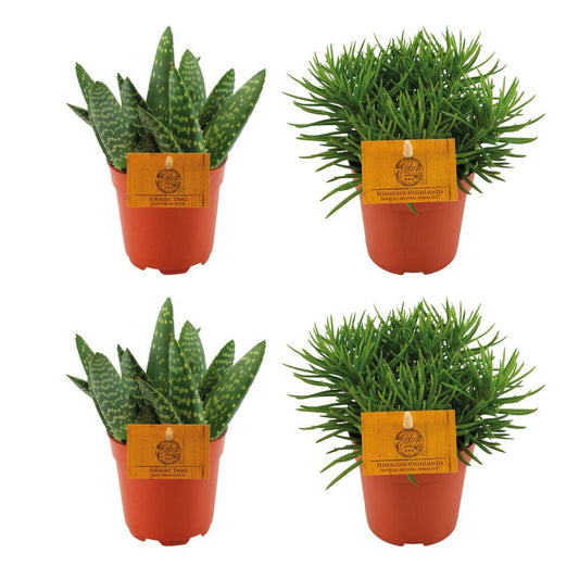 2x Aloe Paradisicum + 2x Senecio Himalaya - 4 stuks - Ø10.5cm - ↕10cm - Pflanzfix24