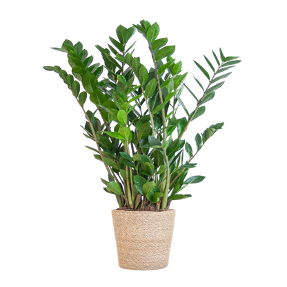 Zamioculcas mit Sofia-Korb Natur 80 cm – Pflanzfix24.de - Pflanzfix24.de