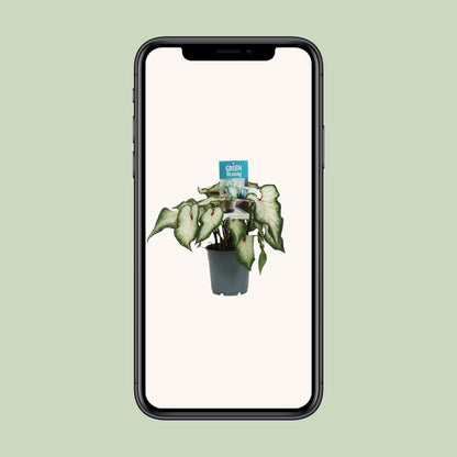 Caladium Wit - Ø12cm - ↕25cm von Pflanzfix24