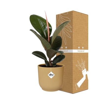 Ficus Elastica 'Robusta' 14cm in ELHO Vibes Fold geel - pflanzfix24