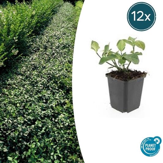 12x Euonymus fortunei 'Dart's Blanket' – winterharter Bodendecker | Pflanzfix24.de - Pflanzfix24.de