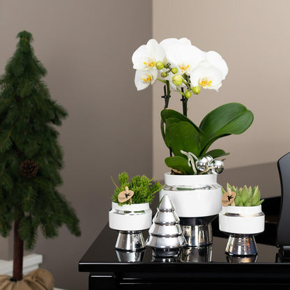 Kolibri Home Le Chic Blumentopf Weiß Ø6cm mit Silber – Keramik | Pflanzfix24.de - Pflanzfix24.de