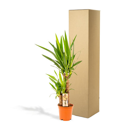Yucca 90 cm – Ø17 cm – Pflanzfix24.de - Pflanzfix24.de