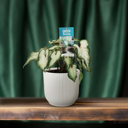 Caladium White Wonder - Ø12cm - ↕25cm von Pflanzfix24