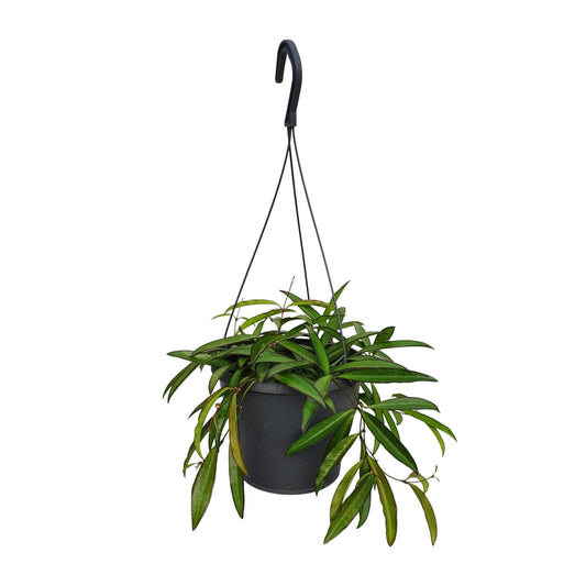 Hoya Bella - Ø19cm - ↕20cm - Pflanzfix24