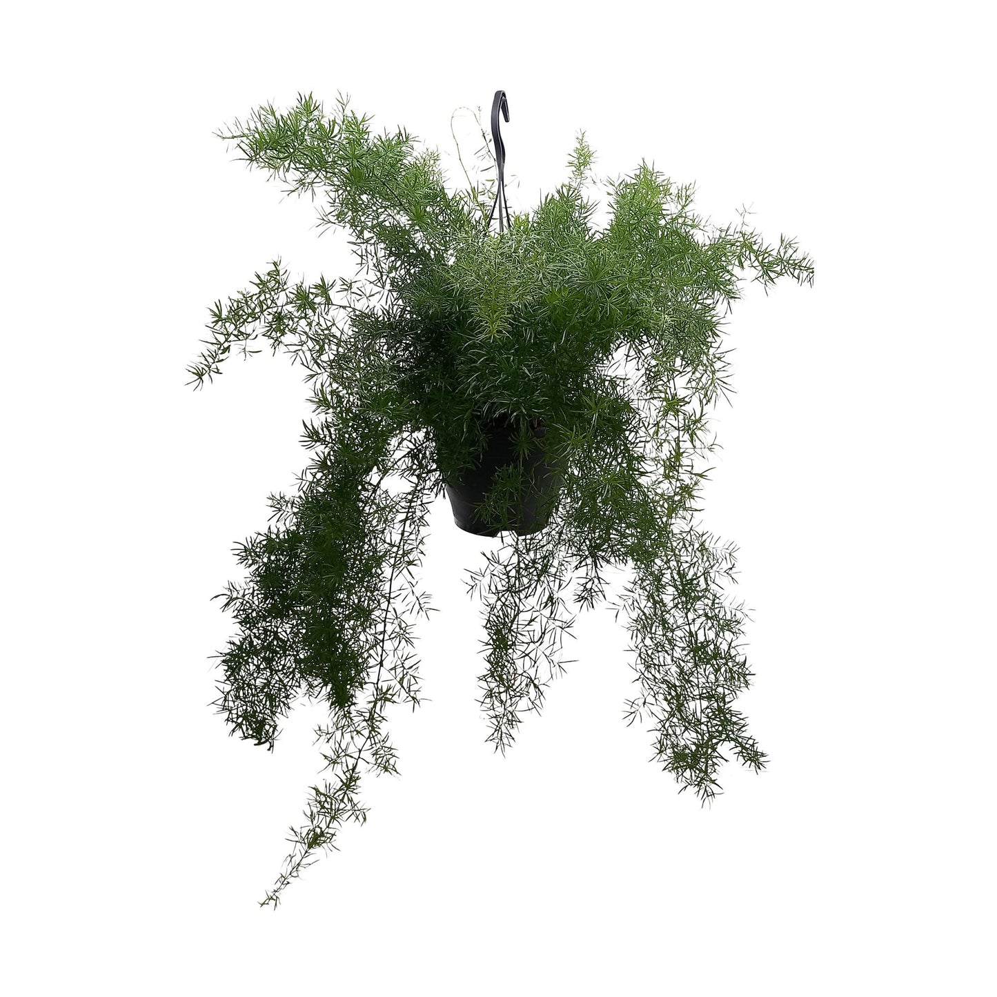 Asparagus Densiflorus 'Sprengeri' - Ø19cm - ↕60cm - Pflanzfix24