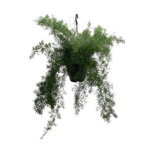 Asparagus Densiflorus 'Sprengeri' - Ø19cm - ↕60cm - Pflanzfix24