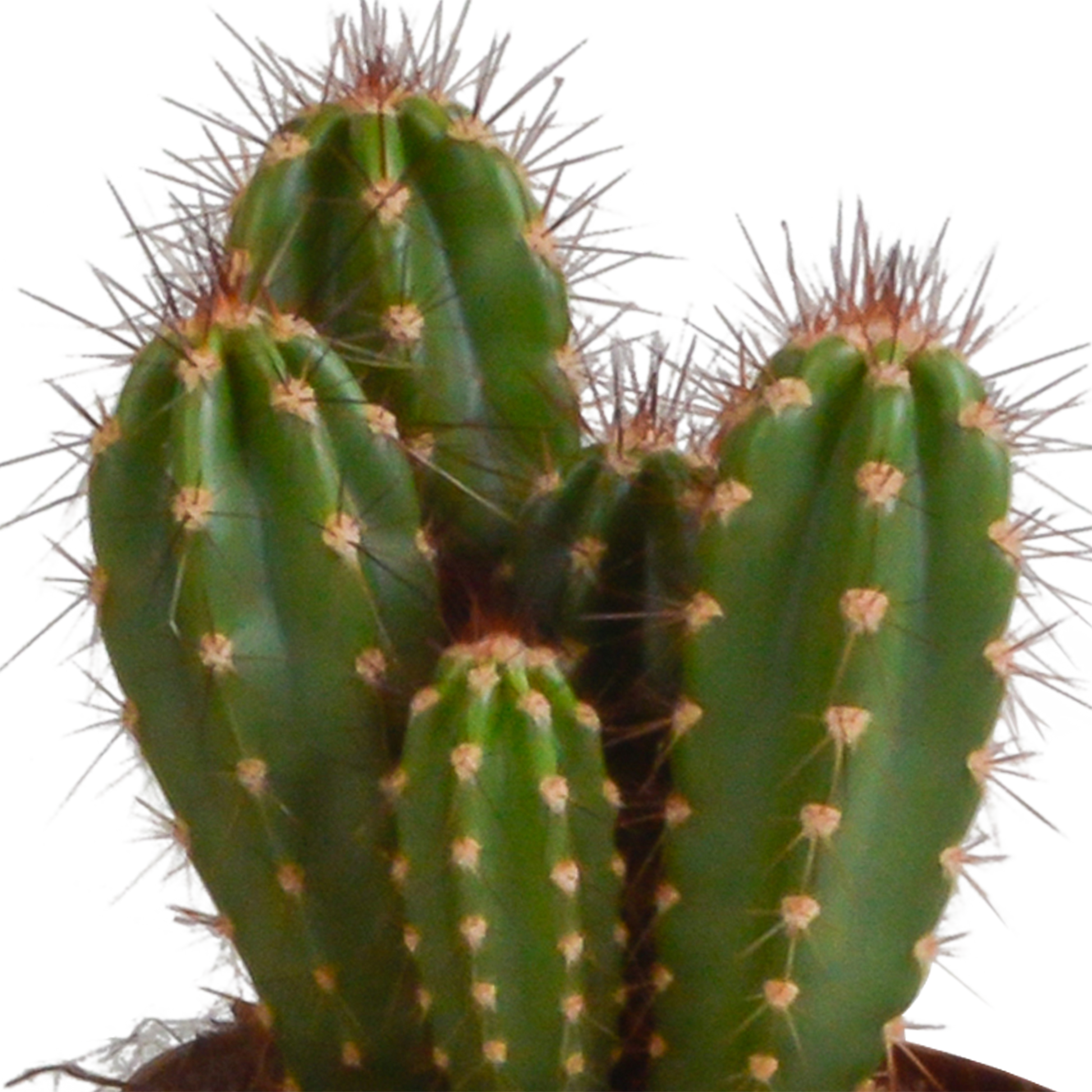 Cereus-Mischung 10,5 cm - 3x - zonder pot - Pflanzfix24.de - Pflanzfix24.de