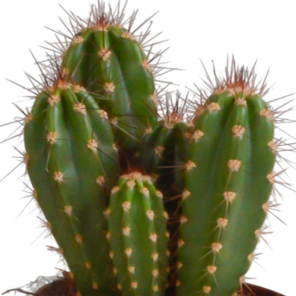 Cereus-Mischung 10,5 cm - 3x - zonder pot - Pflanzfix24.de - Pflanzfix24.de