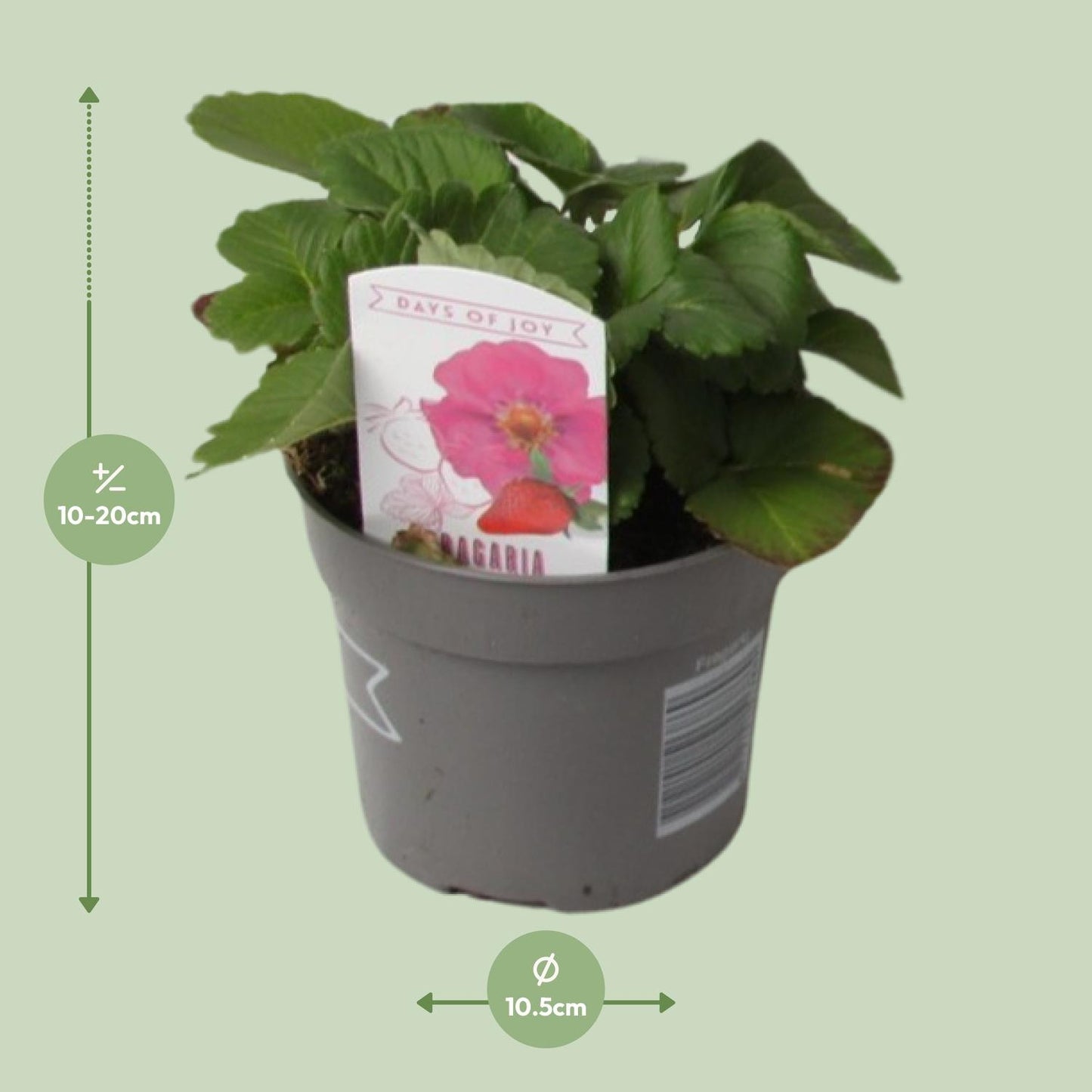Fragaria Summer Breeze - Ø10,5cm - ↕20cm - Pflanzfix24