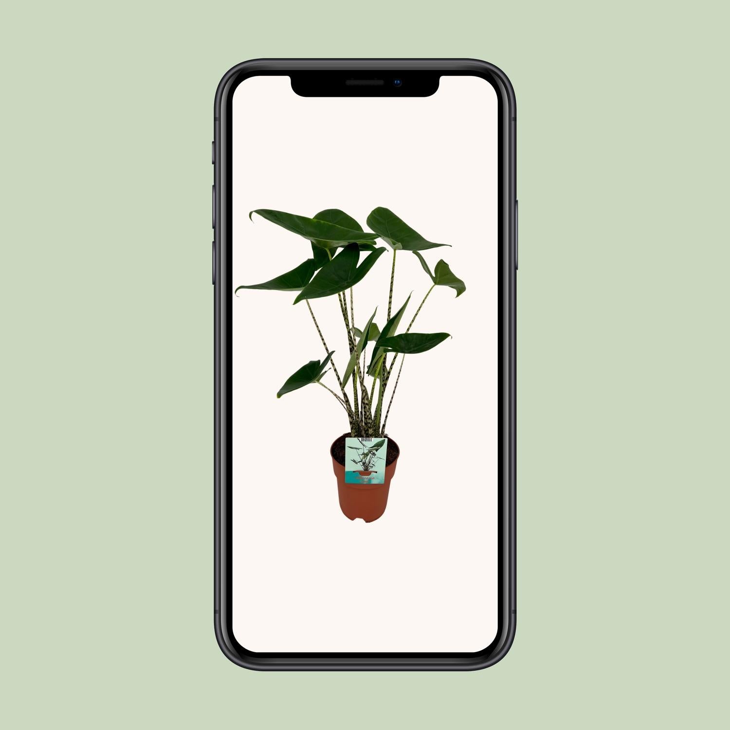 Alocasia Zebrina - Elefantenohr - Ø19cm - ↕75cm - Pflanzfix24.de - Pflanzfix24.de