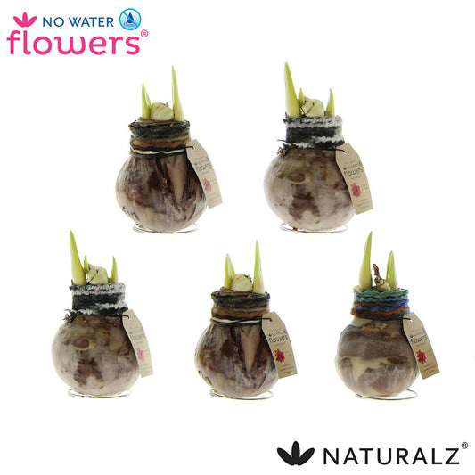 Pflanzfix24 No Water Flowers Naturalz Deco Mix - 3 Stücke - Ø7 cm - ↕15 cm