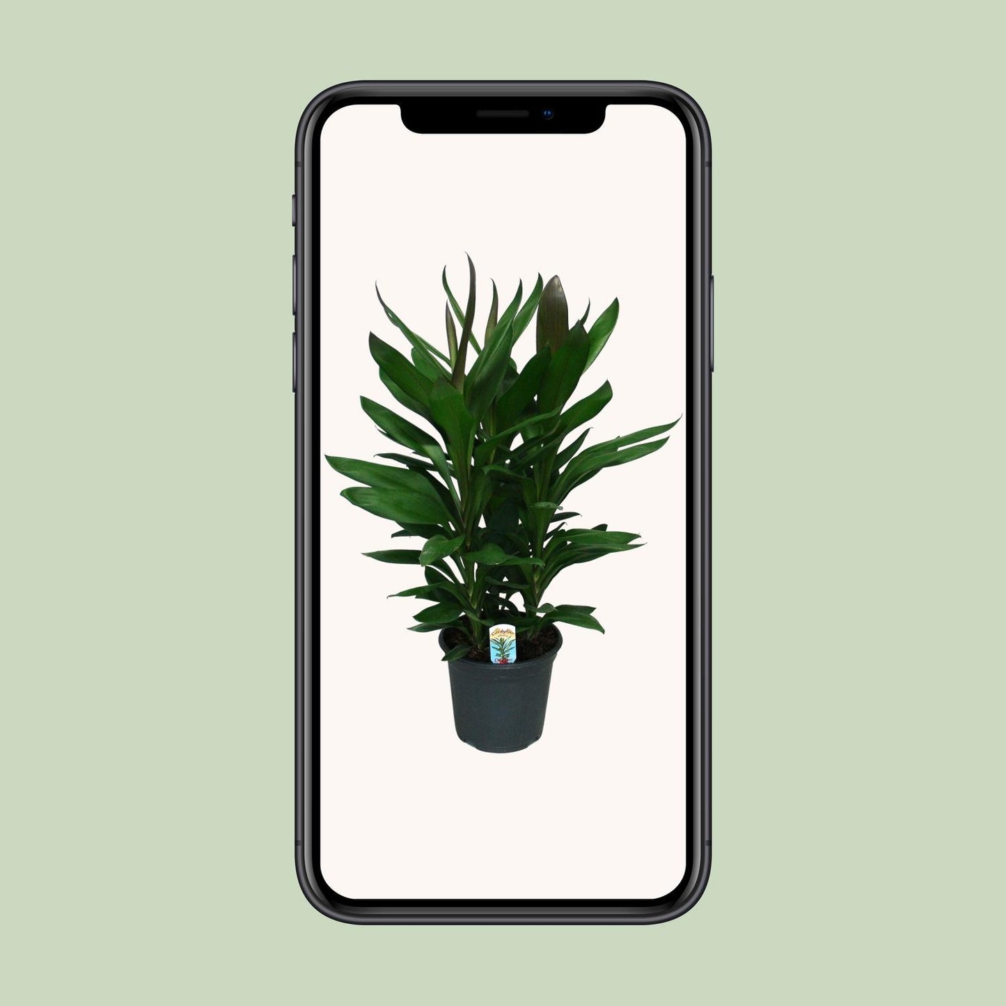 Cordyline Glauca - Ø19cm - ↕60cm von Pflanzfix24
