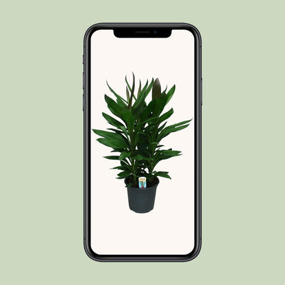 Cordyline Glauca - Ø19cm - ↕60cm von Pflanzfix24