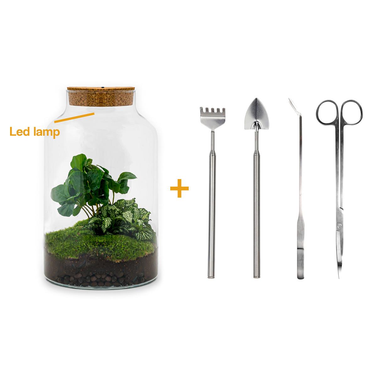 Flaschengarten - Milky Coffea mit Lampe - Pflanzfix24.de - Pflanzfix24.de