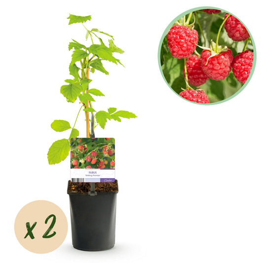 Pflanzfix24 - Himbeere - Rubus Malling Promise - 2 Pflanzen