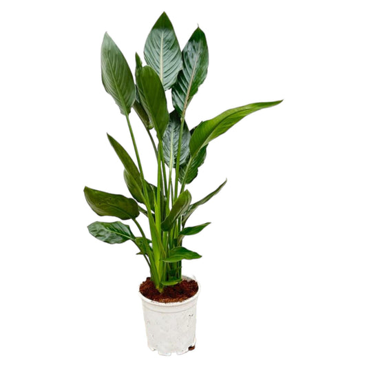 Strelitzia Reginae Paradiesvogelblume 100 cm – Pflanzfix24.de - Pflanzfix24.de