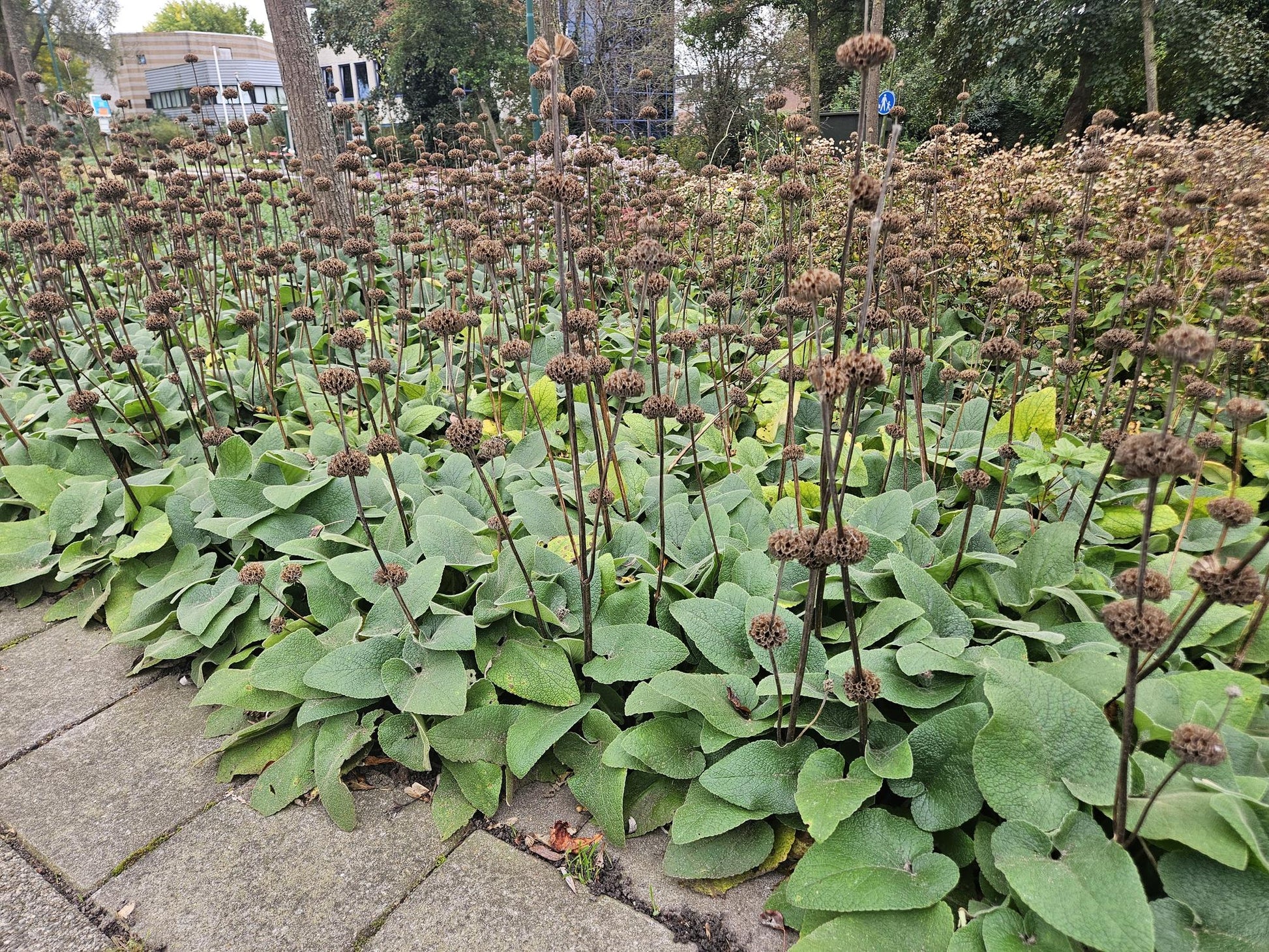12x Phlomis russeliana winterharte Staude Ø9cm – Pflanzfix24.de - Pflanzfix24.de