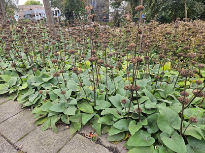 12x Phlomis russeliana winterharte Staude Ø9cm – Pflanzfix24.de - Pflanzfix24.de