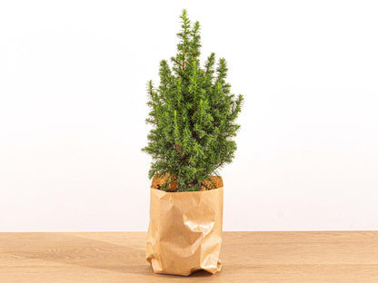 Mini-kerstboom - Chamaecyparis - 25-30 cm + Verlichting - Pflanzfix24