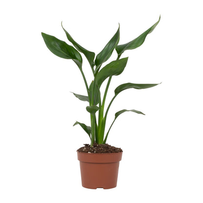 Strelitzia Reginae Paradiesvogelblume Ø12cm – Pflanzfix24