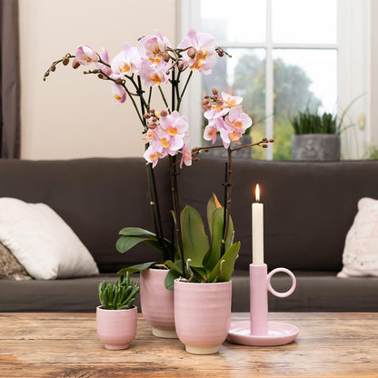 Phalaenopsis Orchidee Kikion | rosa Zimmerpflanze - Ø12cm Topf - Pflanzfix24
