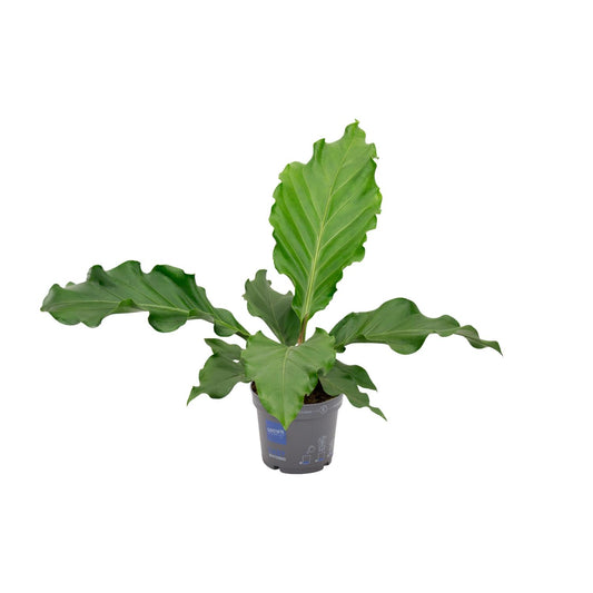 Anthurium Birdnes - Ø17cm - ↕55cm - Pflanzfix24