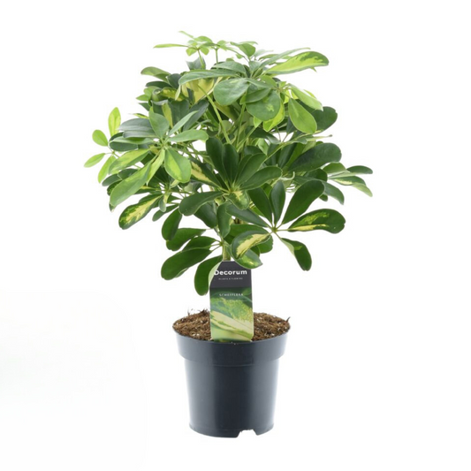 Schefflera Gold Capella - Ø14cm - ↕50cm bei Pflanzfix24