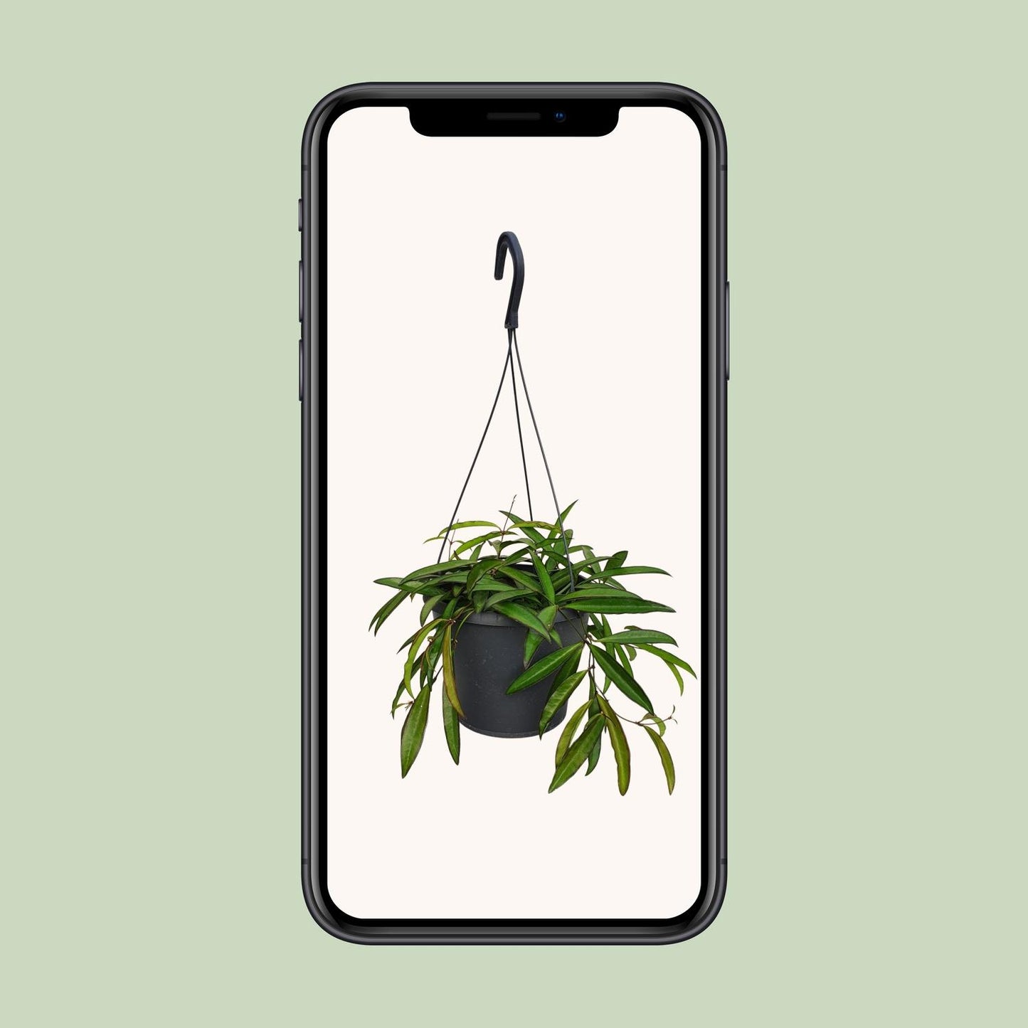 Hoya Bella - Ø19cm - ↕20cm - Pflanzfix24