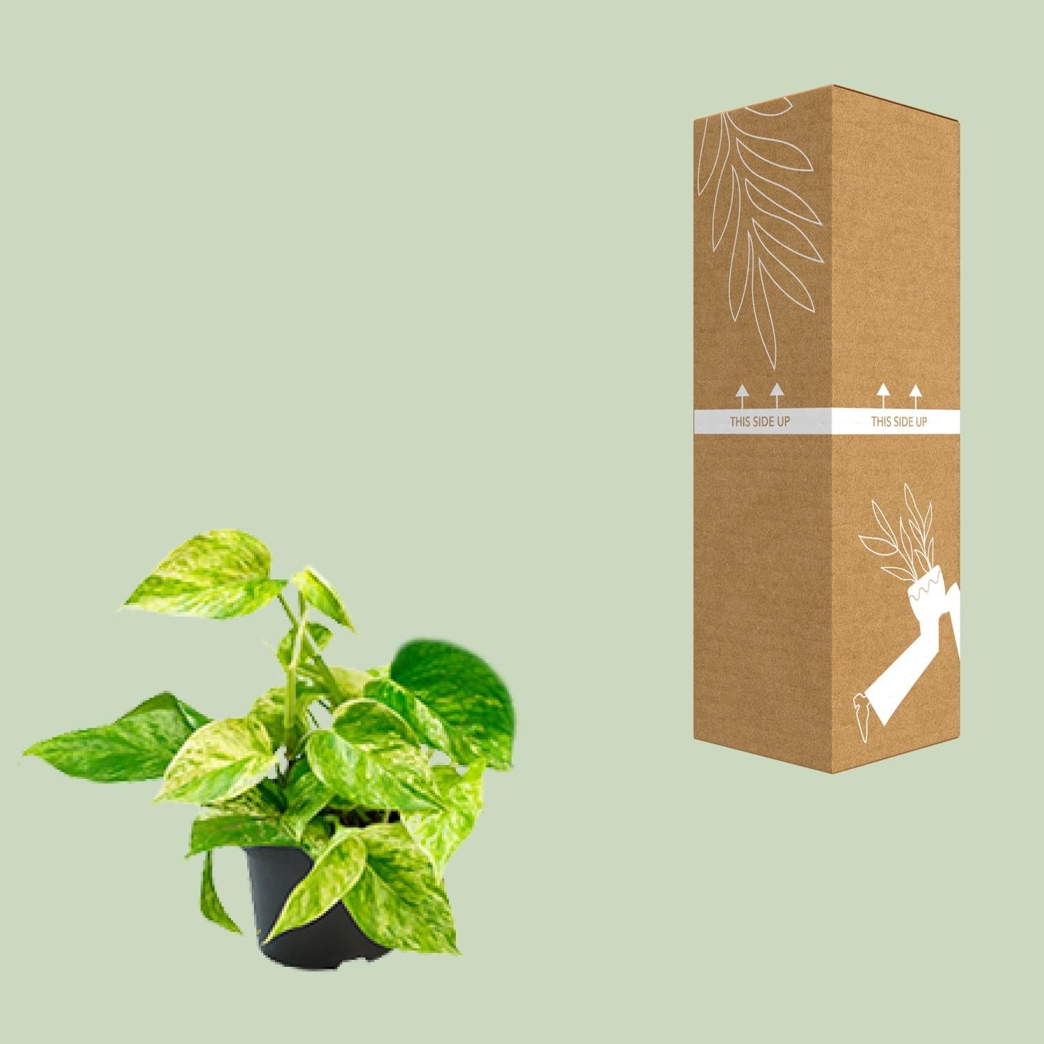 Epipremnum Marble Queen - Scindapsus - Ø15cm - Pflanzfix24.de - Pflanzfix24.de
